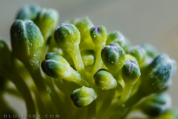 Brokuła / Broccoli